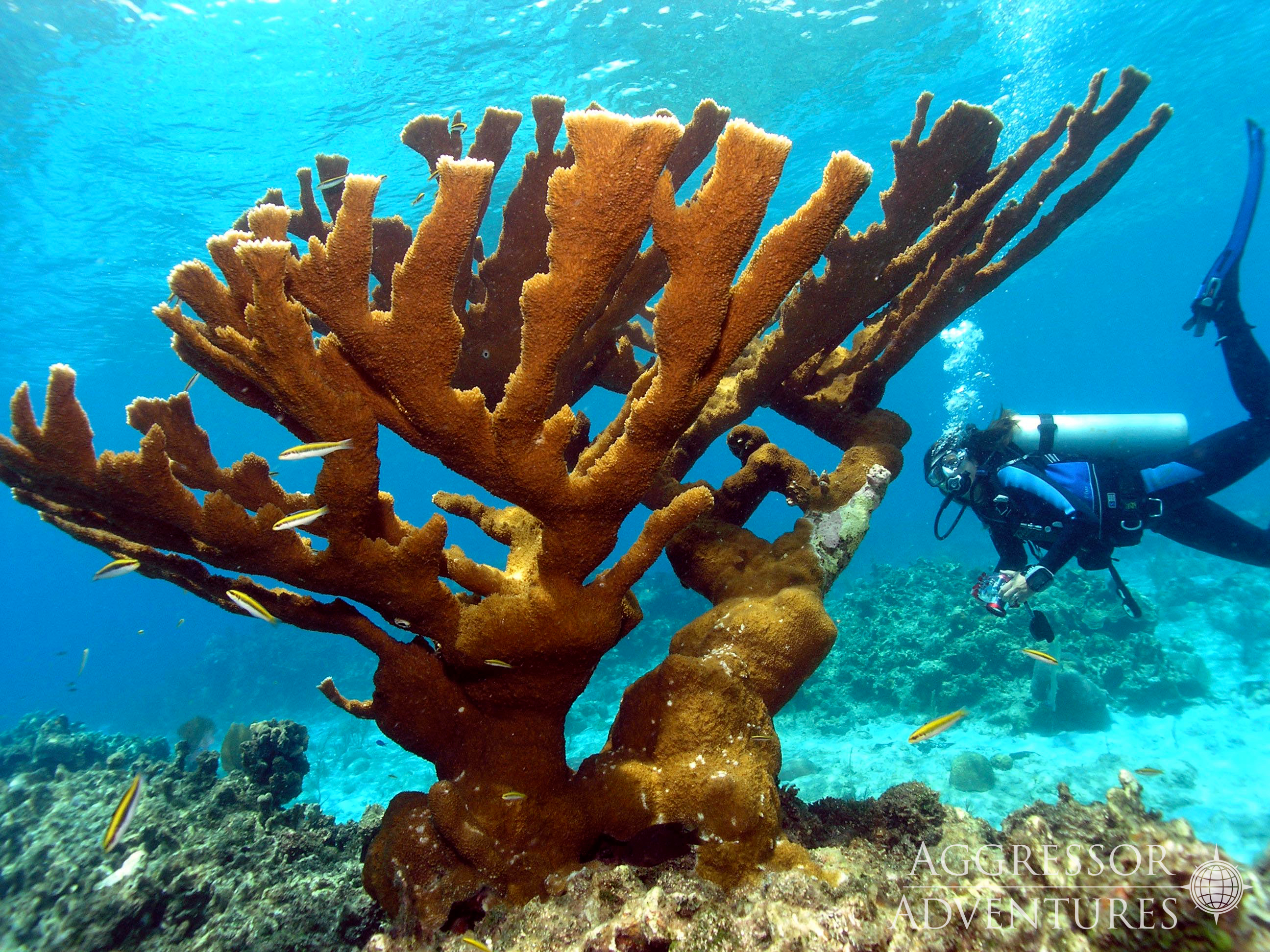 Creature Feature: Staghorn and Elkhorn Corals - Sea of Change
