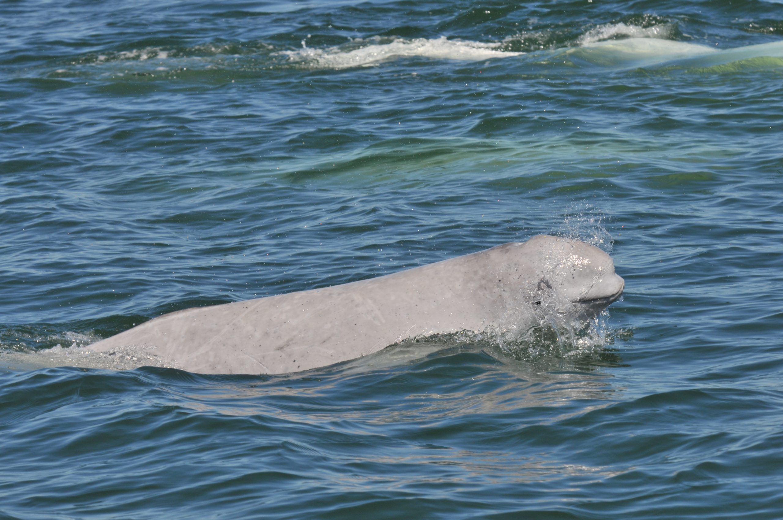 Beluga, Whales, Species