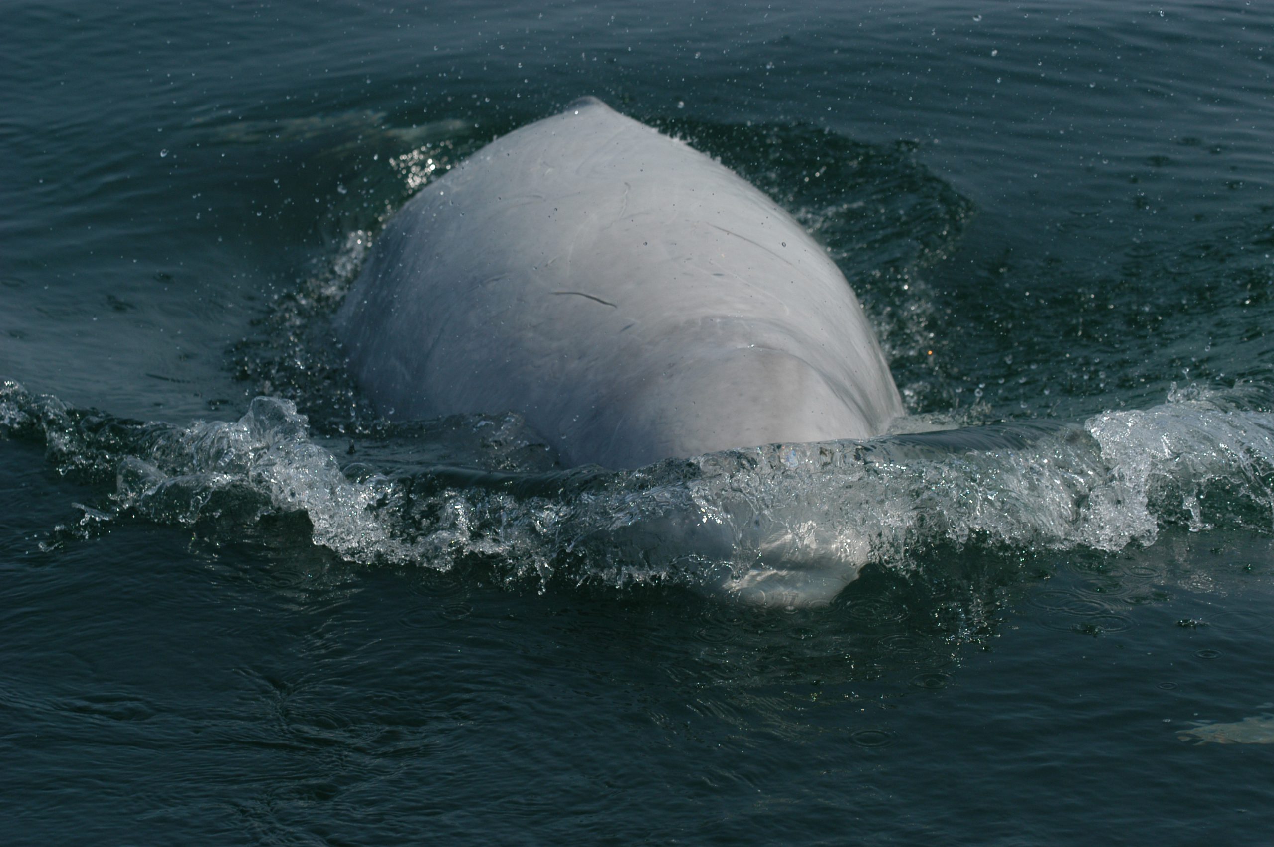 Beluga, Whales, Species